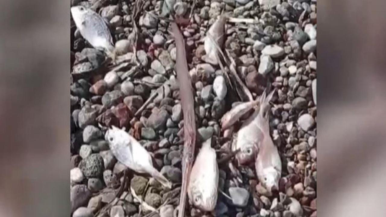 Muğla'da ölü balıklar kıyıya vurdu