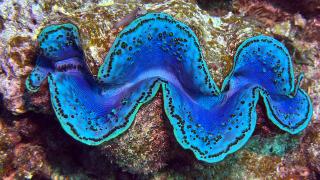 Akıllı cihazlarla 60 metre derinlikte çekim