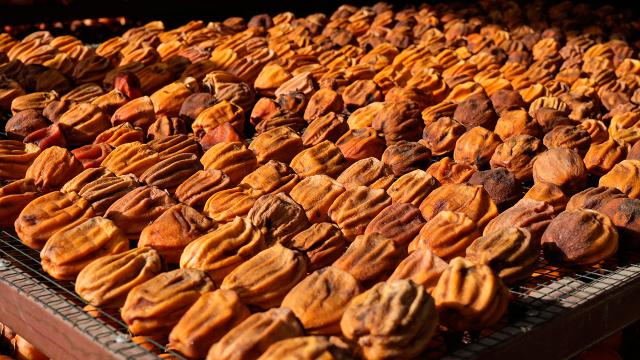 Trabzon hurmasını kurutup Türkiye’nin dört bir yanına gönderiyorlar