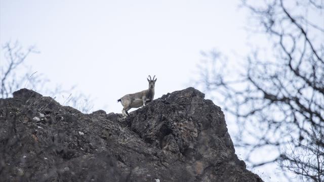 Tunceli'de yaban keçileri Munzur Vadisi'ne indi