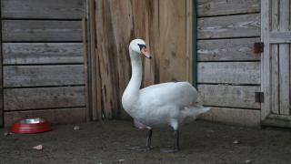 Göç yolunda bitkin düşen kuğu Kızılırmak Deltası'nda tedavi altına alındı