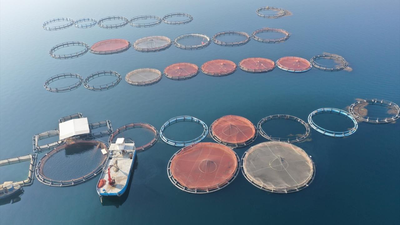 Yıllık 5 milyon dolara yakın ihracat