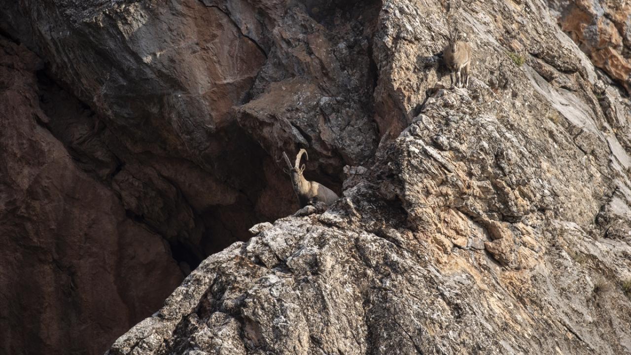 "Tunceli sınırlarına adım atar atmaz yüzlerce yaban keçisi bizi karşıladı"