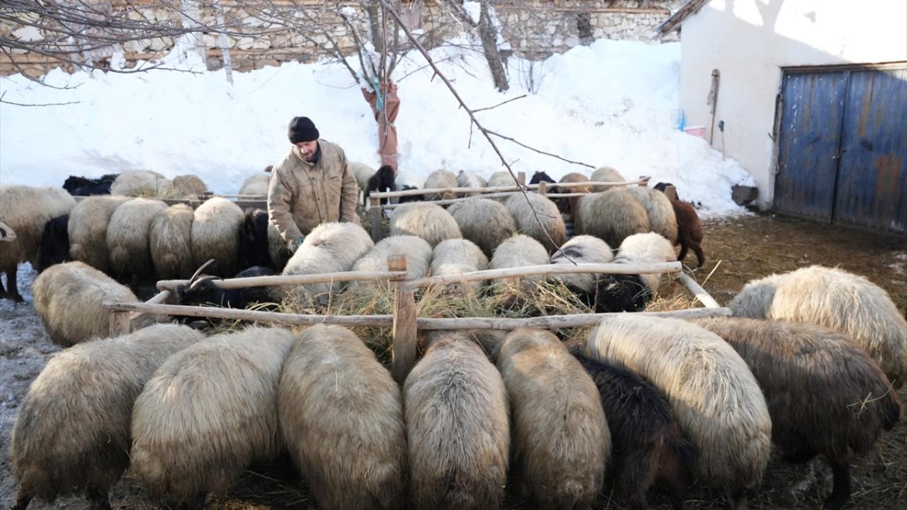 "Kardan dolayı koyunları çıkaramıyoruz"