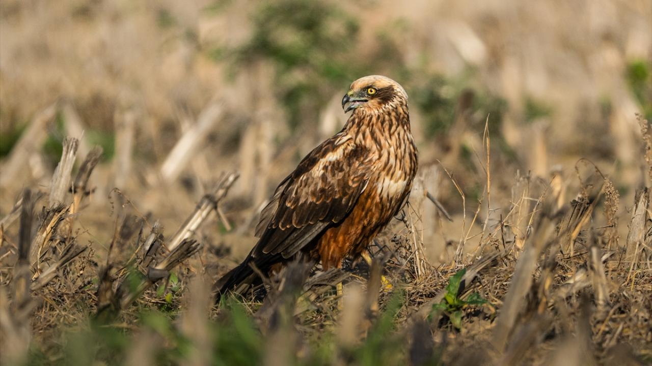 Bıyıklı saz delicesi