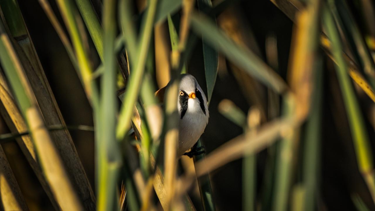 Bıyıklı baştankara