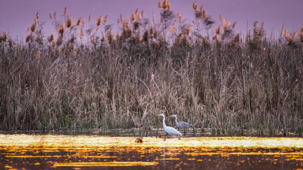 Büyük ak balıkçıl