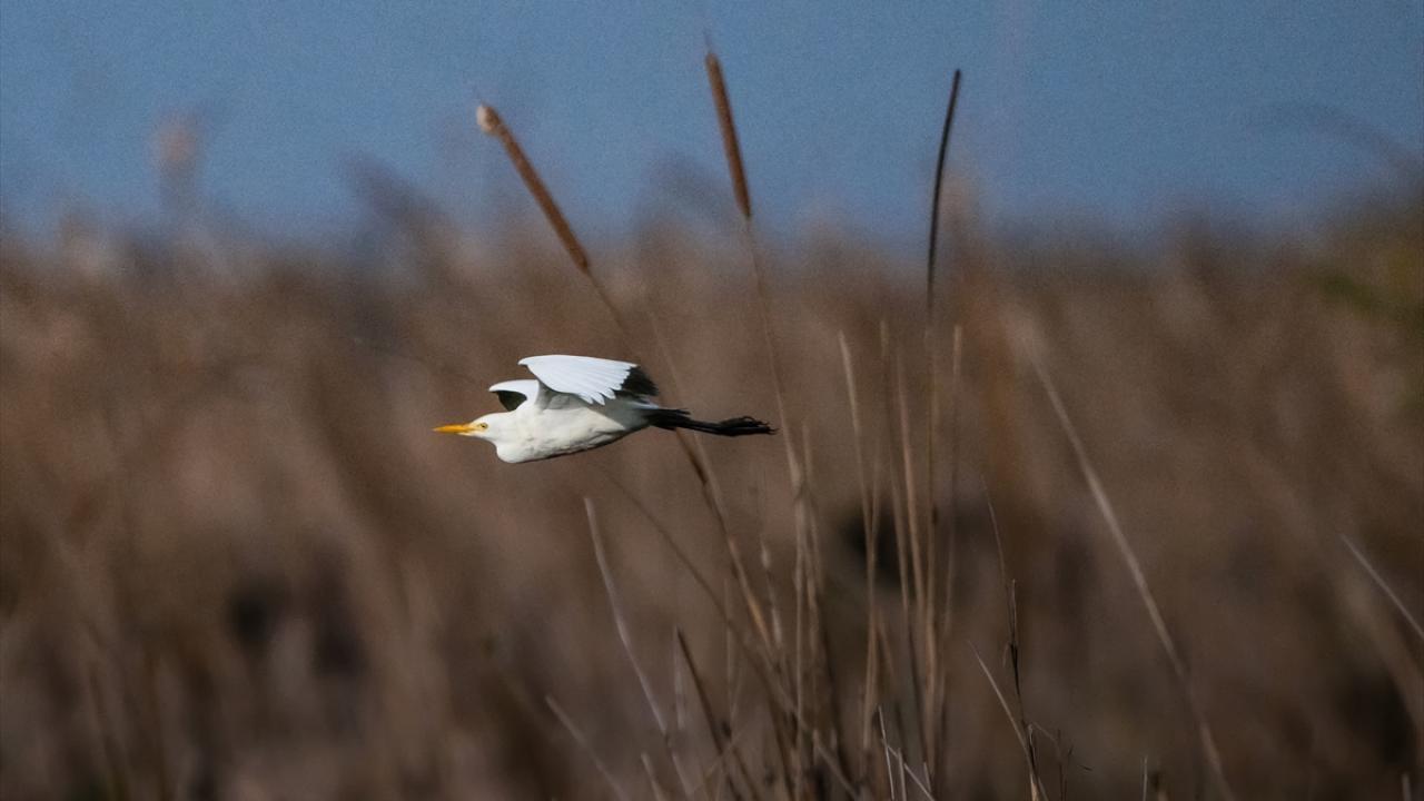Sığır balıkçılı
