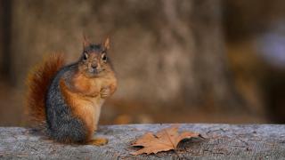 Seğmenler Parkı'nın sevimli sincapları