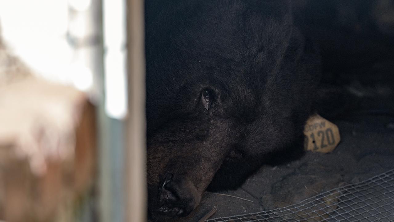 ABD'nin California eyaletinde bir ayı, bir aydan fazla süredir evin altında yaşıyor
