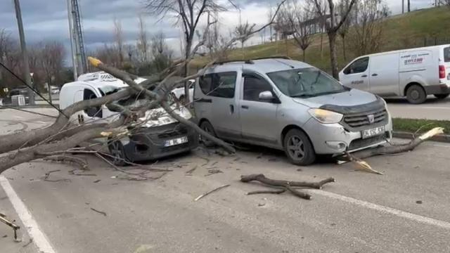 Bursa'da kuvvetli rüzgar: Ağaçlar devrildi