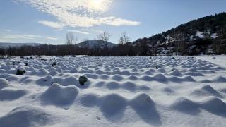 Eskipazar lahanasında 1250 ton rekolte bekleniyor