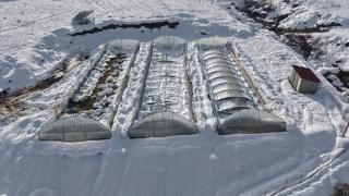 Hakkari'de kar nedeniyle seralar çöktü