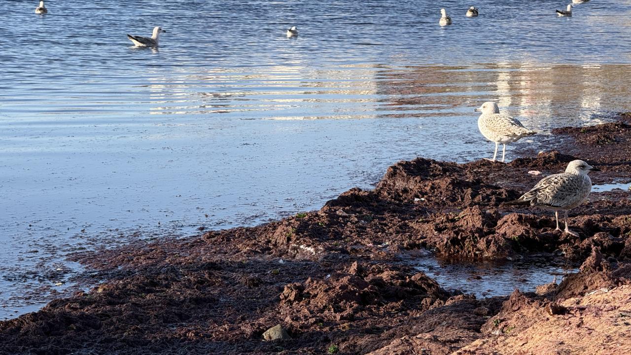 Tekirdağ'da lodos nedeniyle sahilde kırmızı yosun birikti