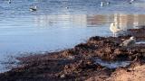 Tekirdağ'da lodos nedeniyle sahilde kırmızı yosun birikti