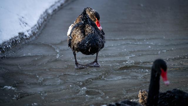 Başkentin simgelerinden Kuğulu Park'taki havuzun yüzeyi buz tuttu