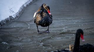Başkentin simgelerinden Kuğulu Park'taki havuzun yüzeyi buz tuttu