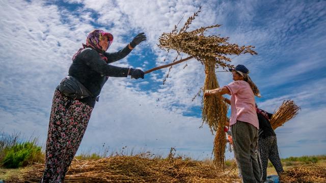 Manavgat Altın Susamı için Avrupa Birliği'ne tescil başvurusu yapıldı