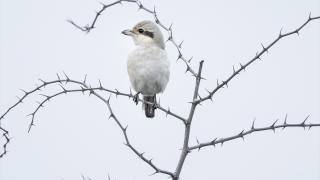 Karacabey Longozu'nun kış misafiri: Büyük örümcek kuşu