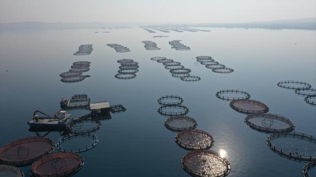 Fırat Nehri'nde ailecek ürettikleri balık ve havyarları ihraç ediyorlar