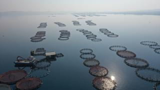 Fırat Nehri'nde ailecek ürettikleri balık ve havyarları ihraç ediyorlar