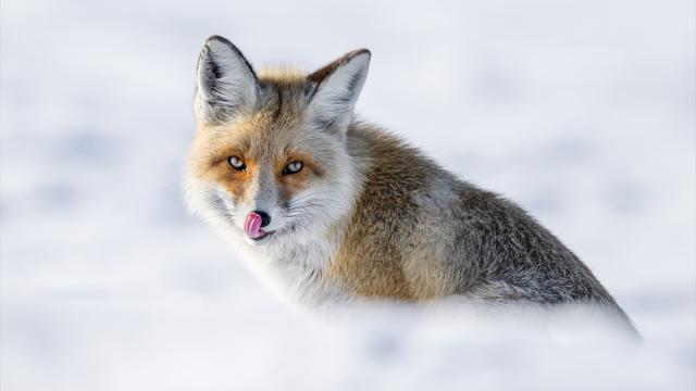 Kar altında yiyecek arayan tilkiler