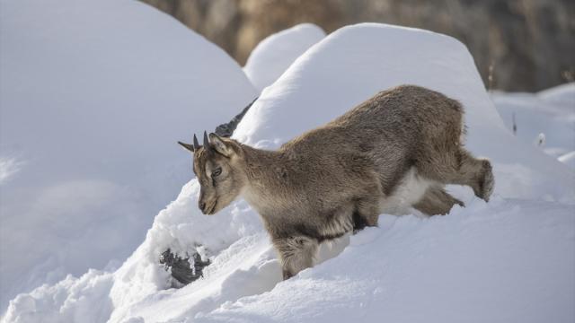 Fotoğrafçılar ve belgeselciler Tunceli kırsalında yaban keçilerinin izini sürüyor