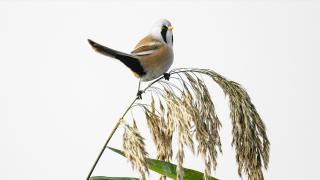 Uluabat Gölü, geniş sazlık alanlarında kuşlara ev sahipliği yapıyor