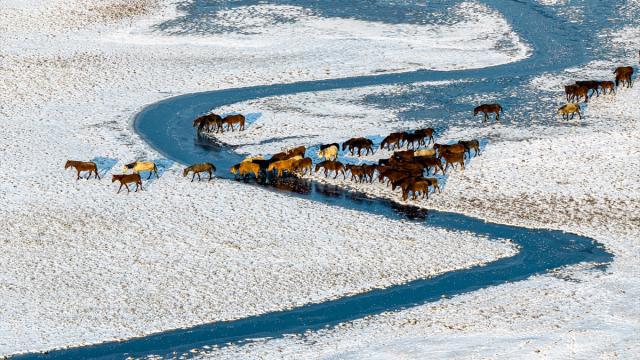 Hürmetçi Sazlığı’ndaki yılkı atlarına kış bakımı