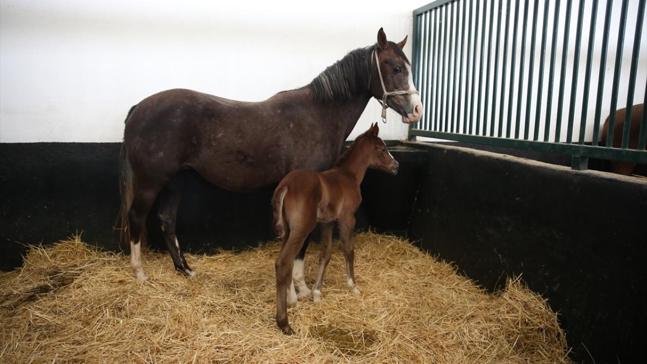 "2026 yılında hedeflerimiz, 138 baş tay elde etmektir"