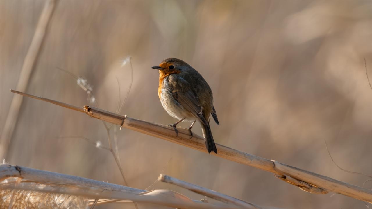 "Bu sulak alanlar biyoçeşitlilik açısından çok önemli"