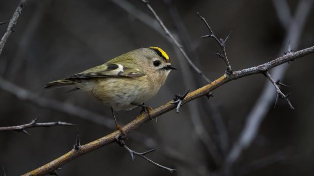Türkiye ve Avrupa'nın en küçük kuşu: Çalıkuşu