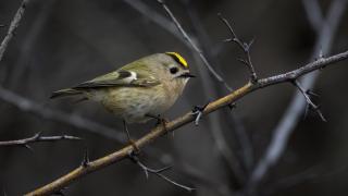 Türkiye ve Avrupa'nın en küçük kuşu: Çalıkuşu