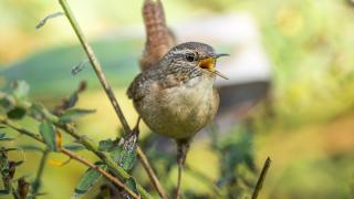 Çıtkuşları kış aylarında deniz seviyesine iniyor