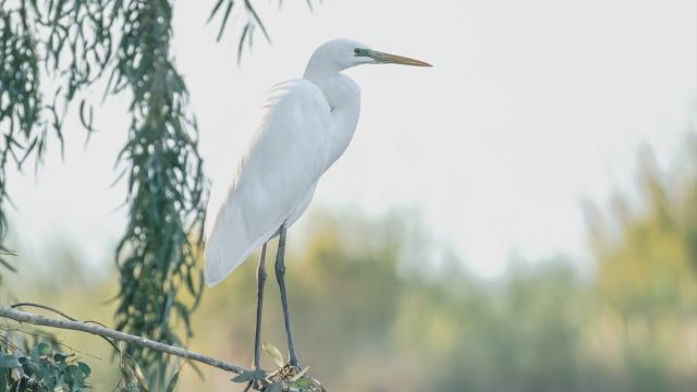 Çukurova Deltası kış aylarında da çok sayıda kuş türüne ev sahipliği yapıyor