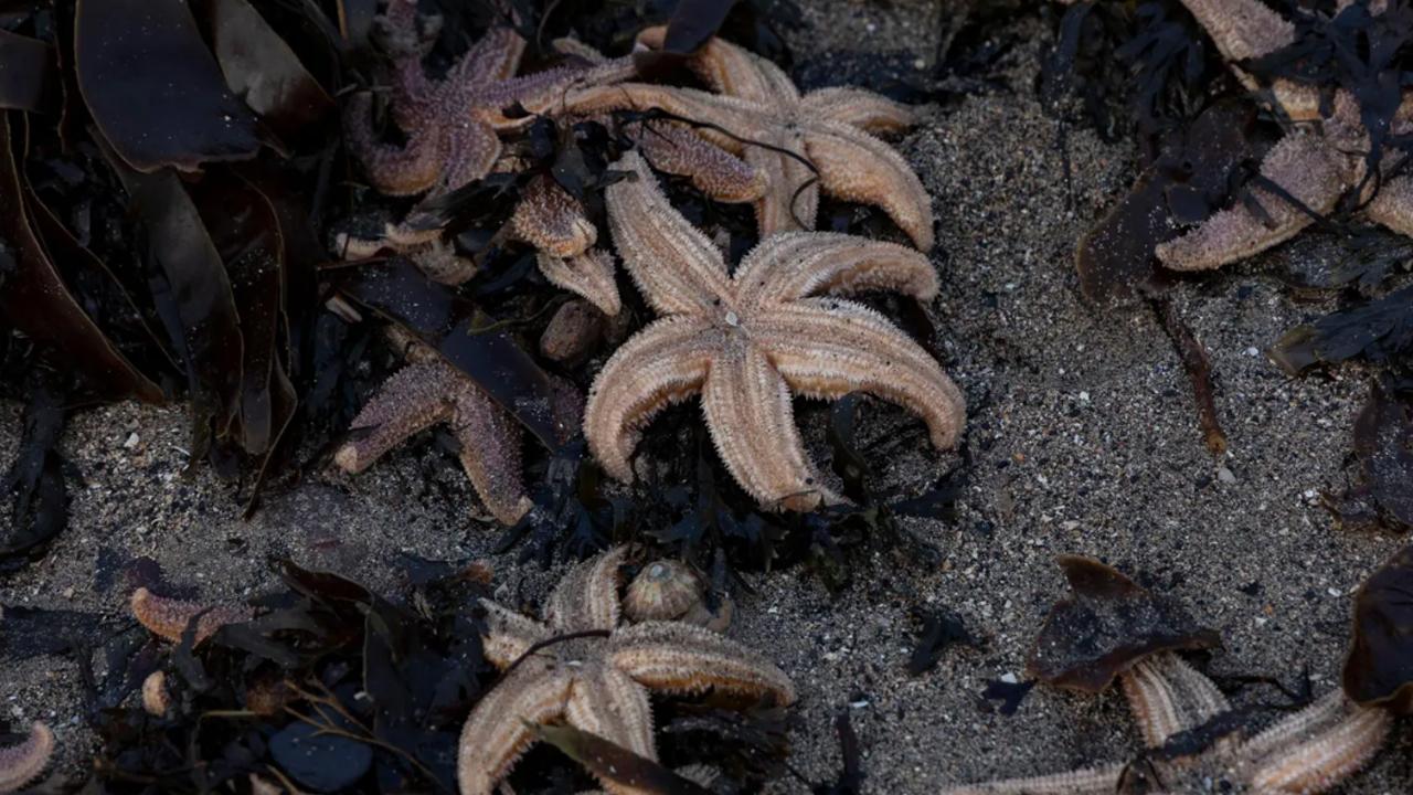 Binlerce deniz yıldızı gizemli şekilde karaya vurdu