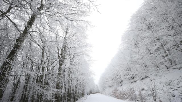 Karla kaplanan Istranca Ormanları'nda güzel görüntü oluştu