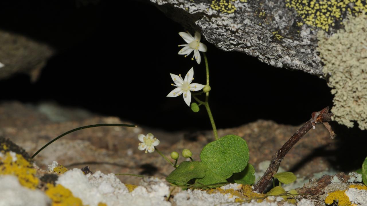 İzmir'de endemik bitki türü keşfedildi