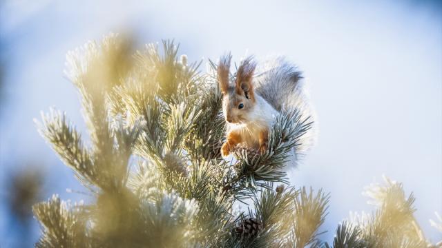 Kars’taki sarıçam ormanlarında kızıl sincapların kış mesaisi
