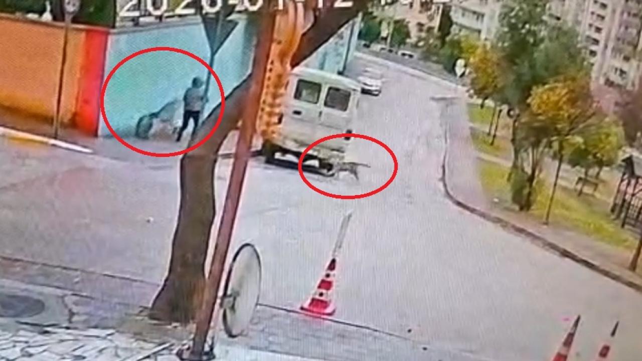 Başıboş sokak köpekleri köpeğiyle yürüyen kadına saldırdı