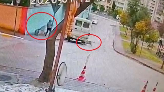 Başıboş sokak köpekleri köpeğiyle yürüyen kadına saldırdı