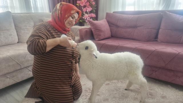 Otizmli oğlunun isteği üzerine aldıkları kuzuya evde bebek gibi bakıyorlar