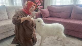 Otizmli oğlunun isteği üzerine aldıkları kuzuya evde bebek gibi bakıyorlar