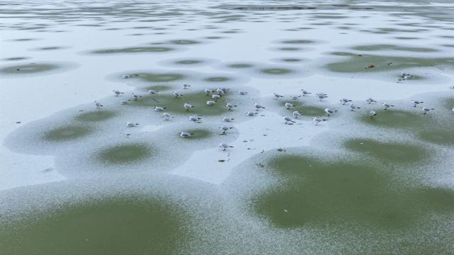 Mogan Gölü, kısmen dondu