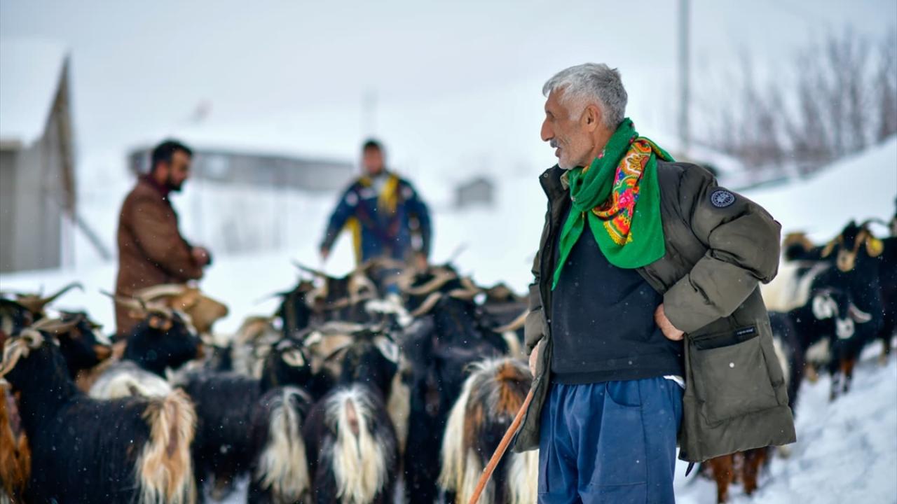 Muş'ta besiciler kar ve soğuk havaya rağmen hayvanlarının bakımını ihmal etmiyor