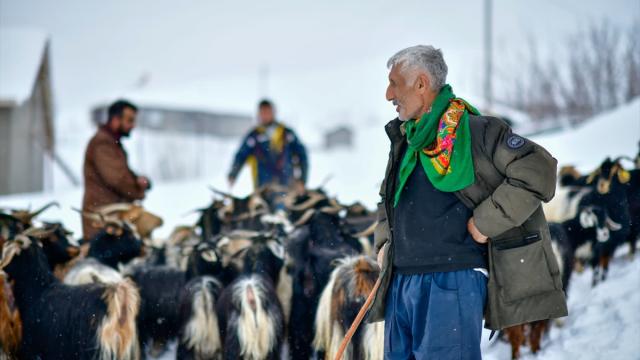 Muş'ta besiciler kar ve soğuk havaya rağmen hayvanlarının bakımını ihmal etmiyor