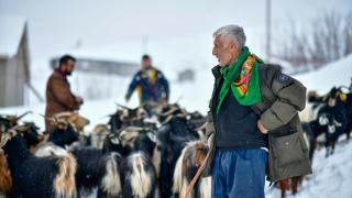 Muş'ta besiciler kar ve soğuk havaya rağmen hayvanlarının bakımını ihmal etmiyor