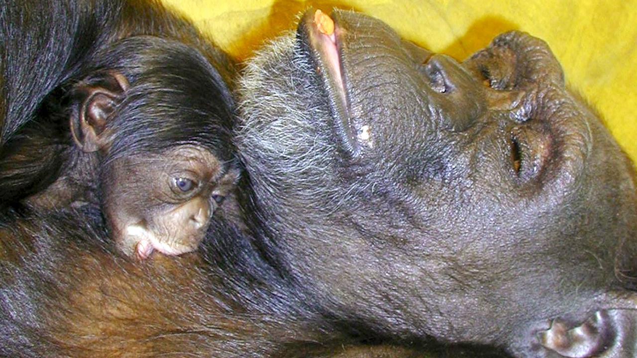 Çince ve İngilizce okuyabilen "dahi" şempanze Ai 49 yaşında öldü