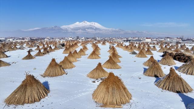 Soğuk havaya rağmen Sultan Sazlığı'nda kamış hasadı yapıyorlar