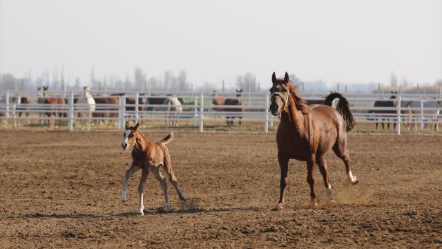 Anadolu Tarım İşletmesi'nde yetiştirilen taylardan 120'sinin bu yıl satılması planlanıyor